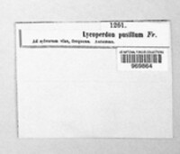 Bovista pusilla image